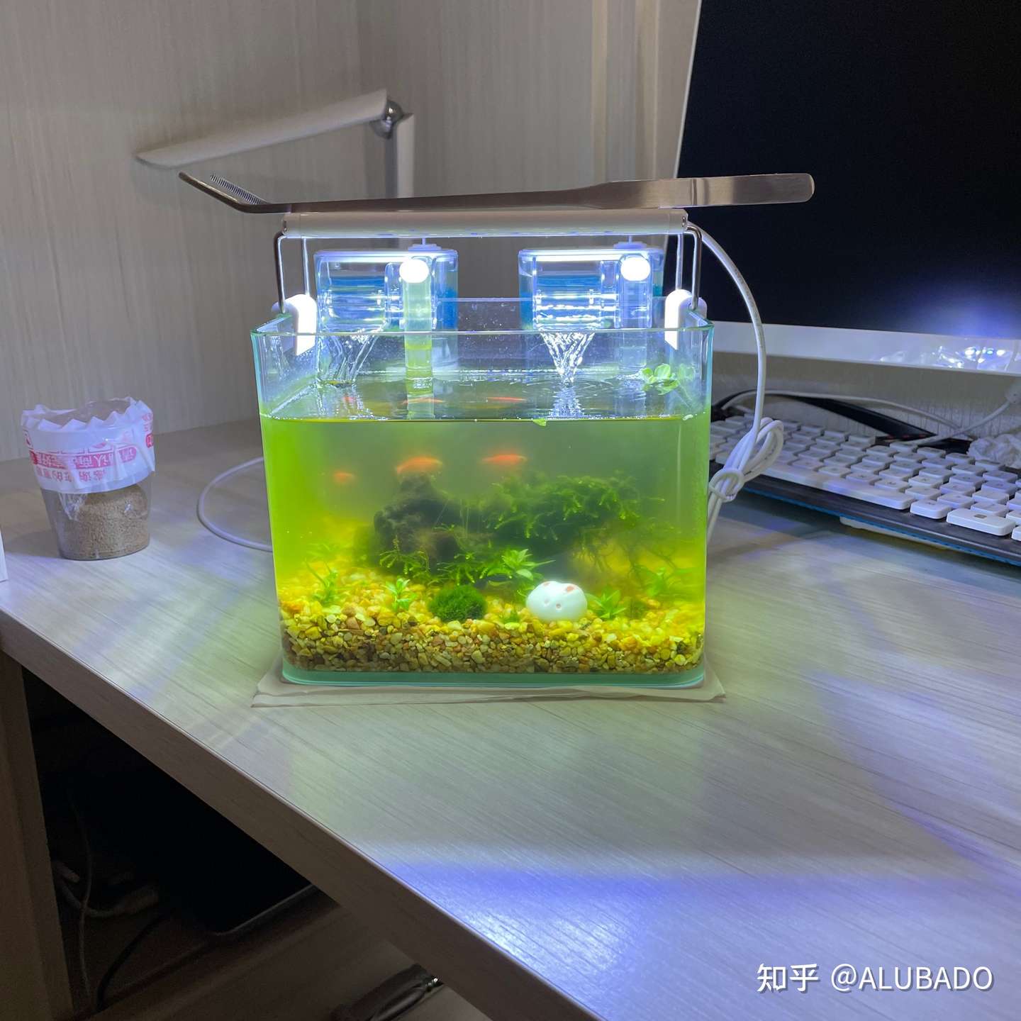 新手鱼缸记录篇 又菜又爱玩 知乎