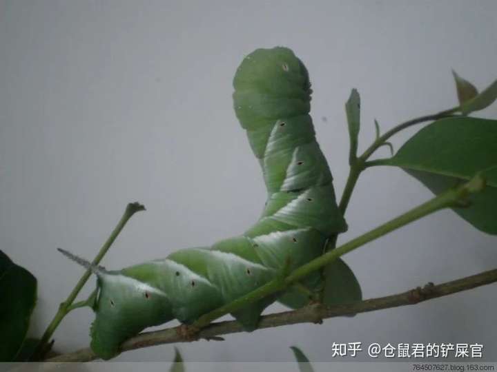 霜天蛾也称泡桐灰天蛾,梧桐天蛾,灰翅天蛾,是鳞翅目天蛾科霜天蛾属的