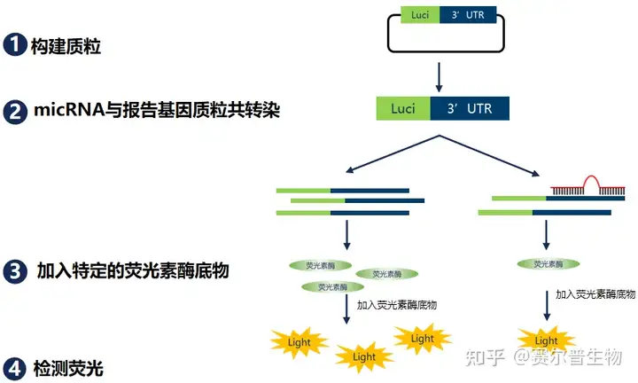 ②基因3’UTR区和microRNA结合实验：将预测能够与miRNA结合的靶基因3’UTR序列插入载体中萤火虫荧光蛋白（firefly luciferase）的3’UTR。当我们感兴趣的miRNA和质粒中的插入序列结合后，miRNA会通过和所插入的序列结合从而抑制萤火虫荧光蛋白的翻译最终造成荧光值的下降。海肾素荧光蛋白（renilla luciferase）作为内参来去除组间的转染效率差异。