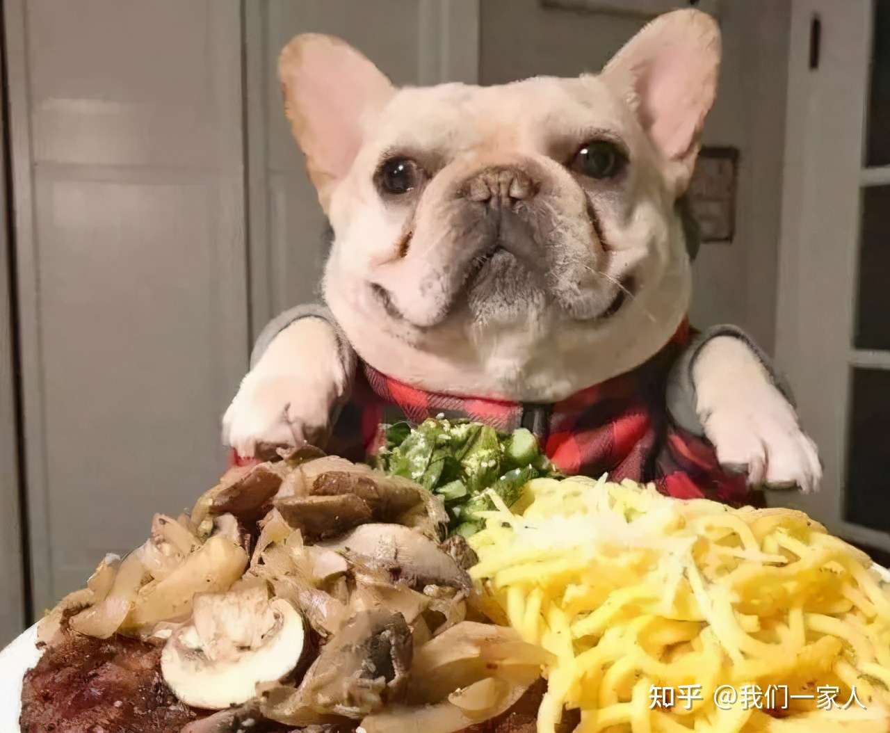 这6种狗狗 非常贪吃 分分钟被人用食物引诱走 知乎