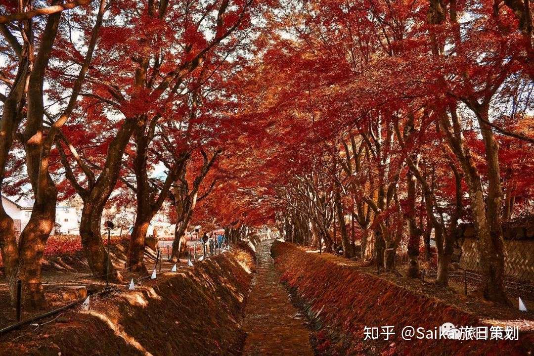 富士山最美拍摄地一日攻略 日本红叶系列二 知乎