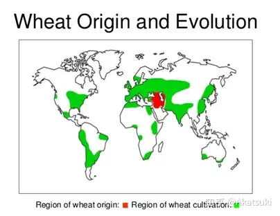 二粒小麦就是由一粒小麦与拟斯卑尔脱山羊草经天然远缘杂交