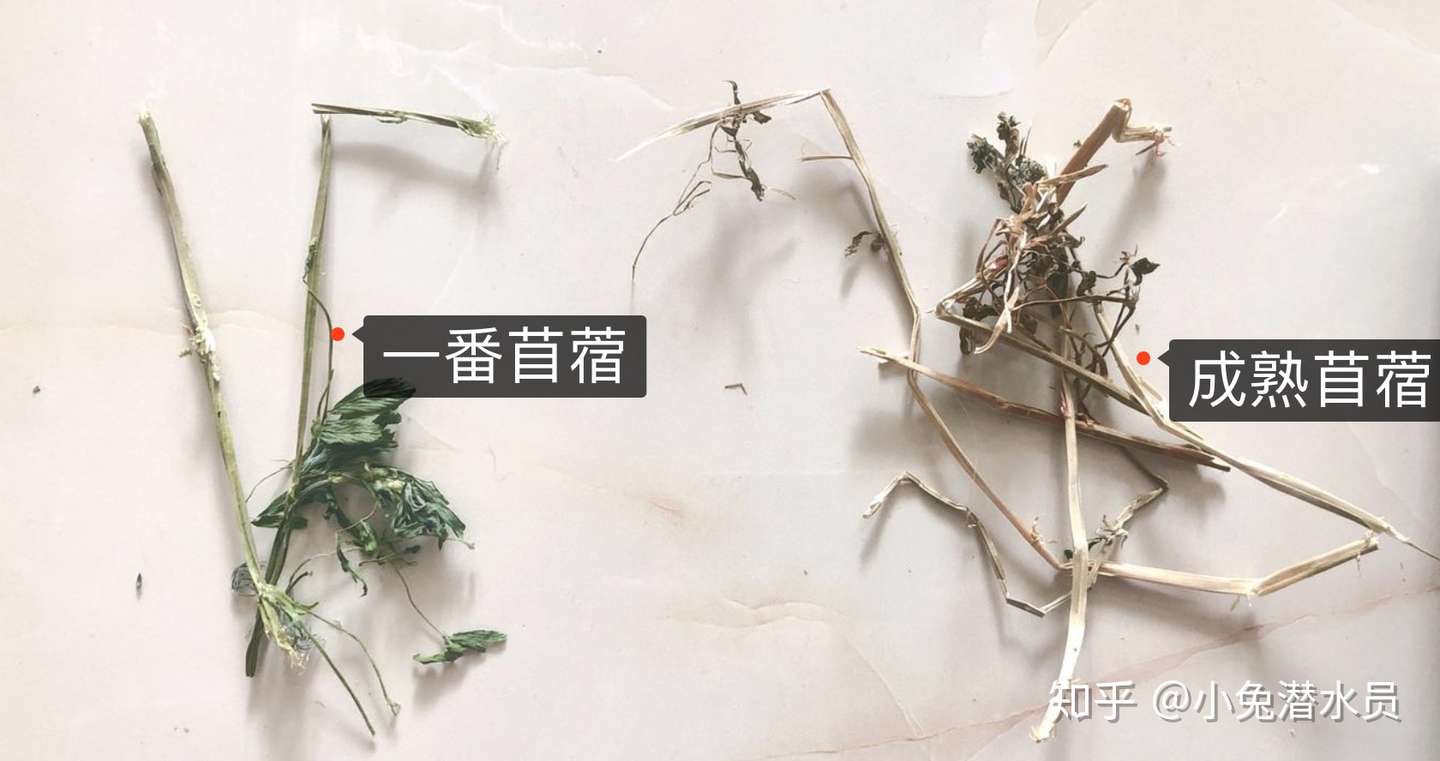 兔兔的牧草知识系列 三 提摩西草与各类牧草 知乎