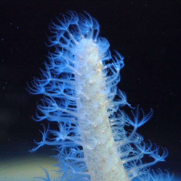 海仙人掌,一种腔肠动物,跟珊瑚有亲缘关系.