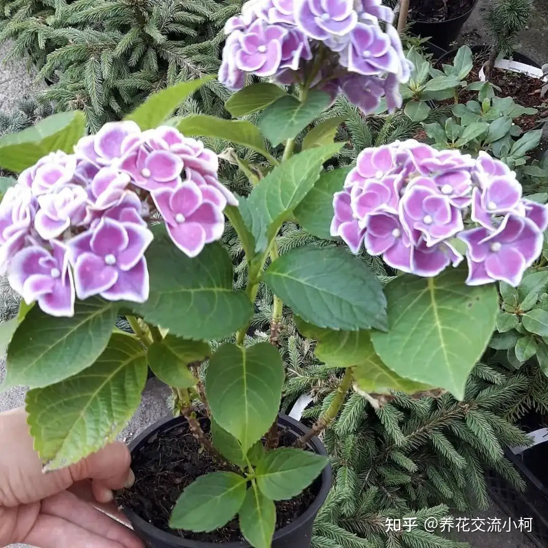 养绣球花注意9点 盆栽也能保证年年复花 它是否适合你养呢 知乎 养绣球花注意9点 盆栽也能保证年年复花 它是否适合你养呢 知乎