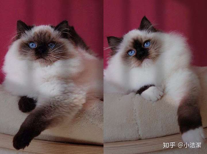 关于布偶猫的一些经典花色