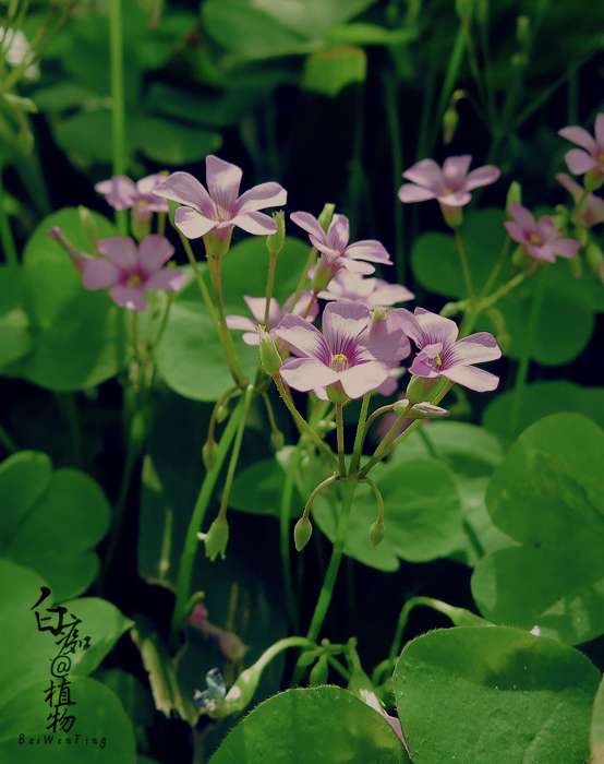 红花酢浆草 天上的阳光破碎了 洒在一朵朵小红花上 知乎