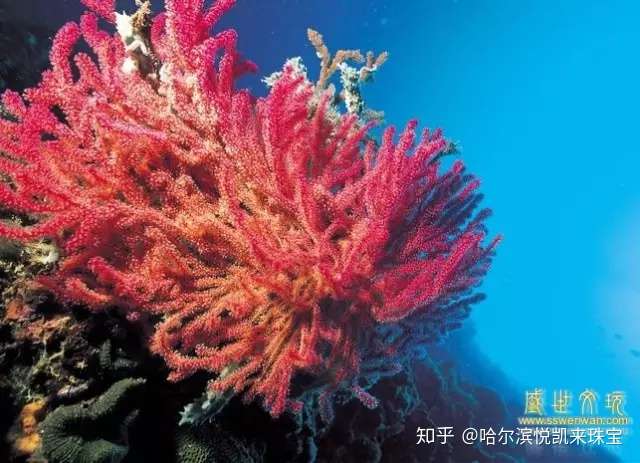 红珊瑚的特殊养生功效与真伪鉴定 知乎