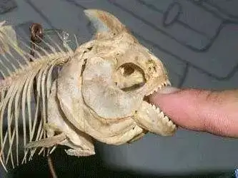 可怕的亚马逊食人鱼被日本人做成了菜. 食人鱼:我也有今天啊!