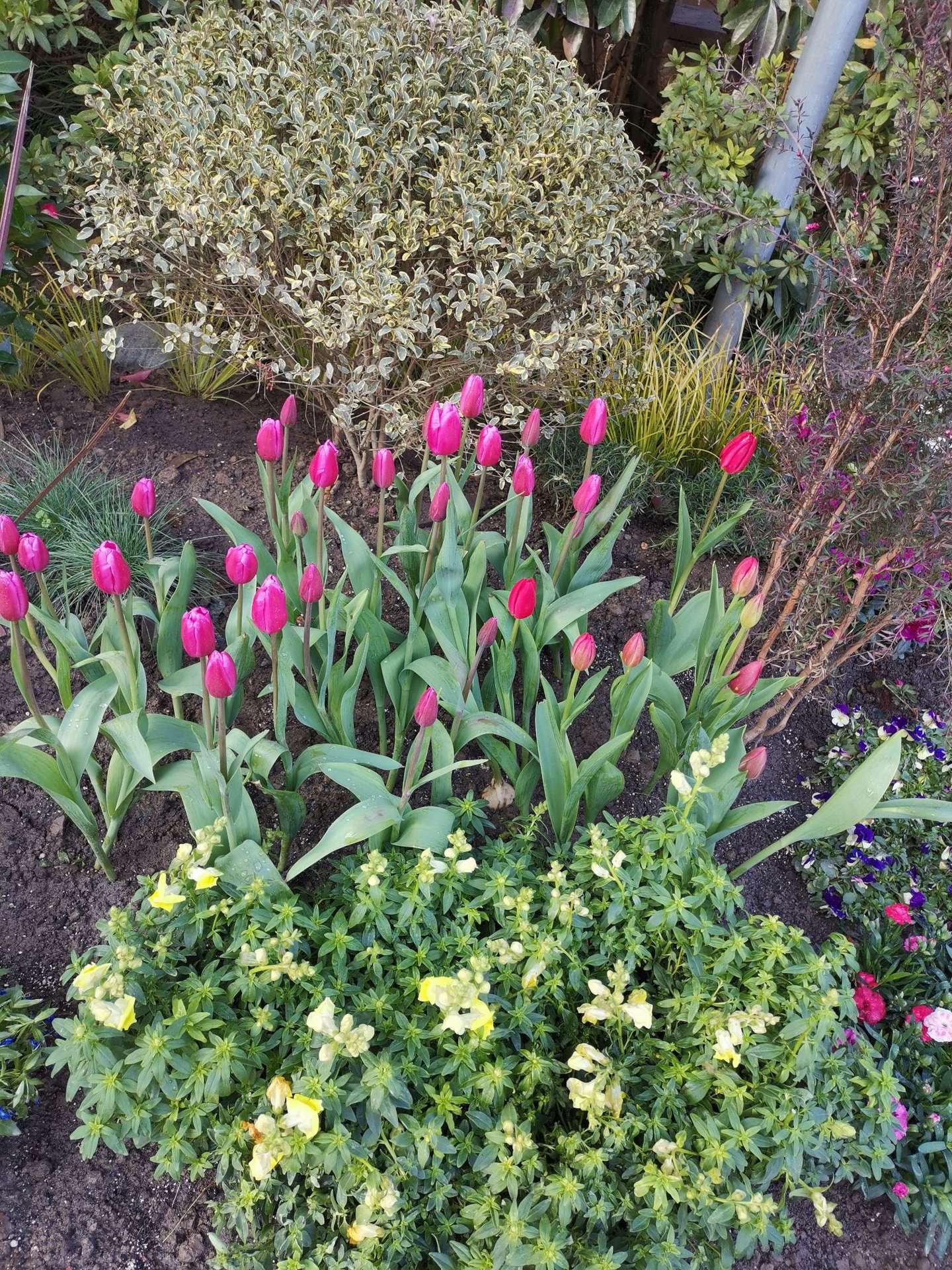 子夜词集 后庭花破子 辛丑立春 知乎