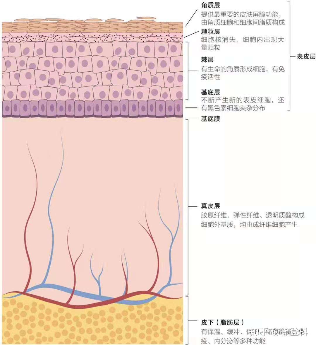 全网关于痘痘最全的科普 看后不用别人教你怎么做 你就是专家 知乎