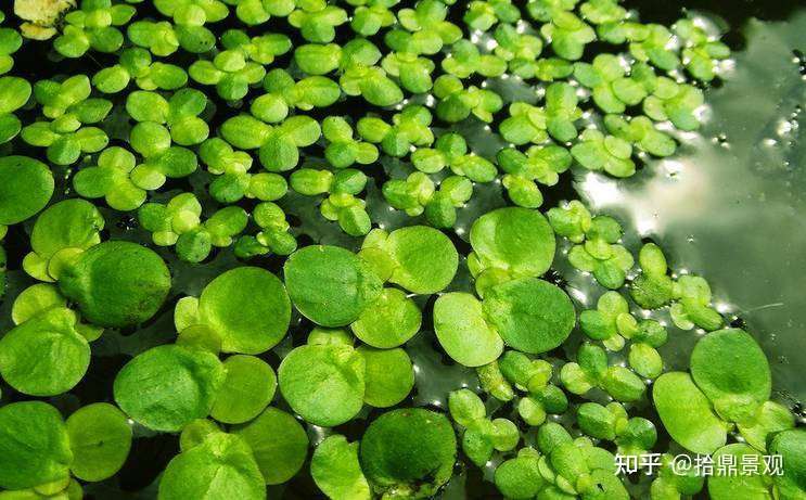 水生植物在屋顶花园的应用 知乎