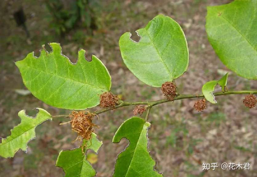 国家 级珍稀濒危物种 花朵皎洁 犹如雪球的四药门花 知乎