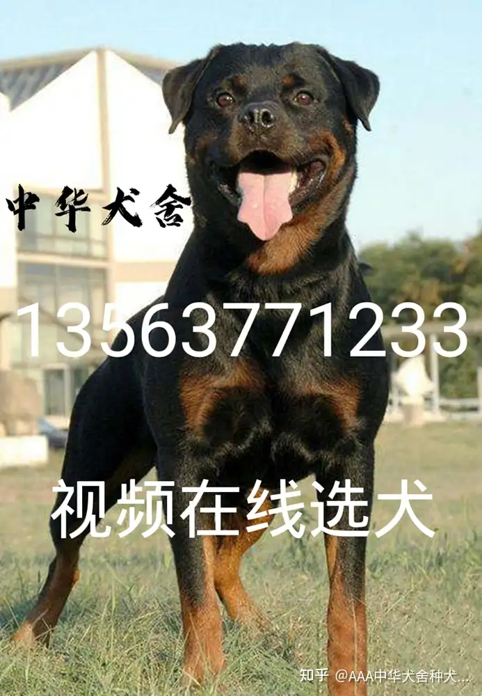 中华黑狼犬几钱一只，黑狼犬价格图片大全（中华黑狼犬血统来源）