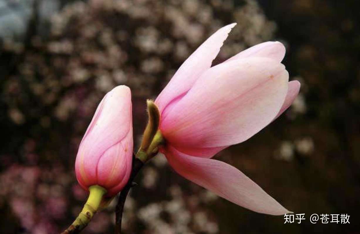 给过敏性鼻炎患者的中药茶饮方 一杯茶 三味药 治鼻炎 知乎