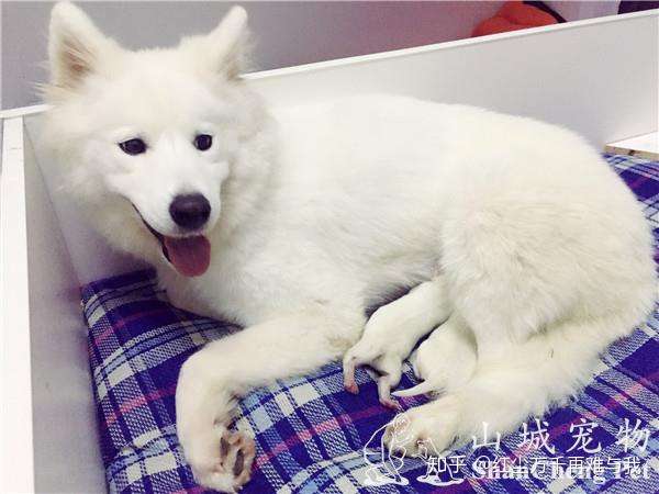 上海艾吉宠物医院连锁 母犬生产前后的准备工作和注意事项 你学会了吗 知乎