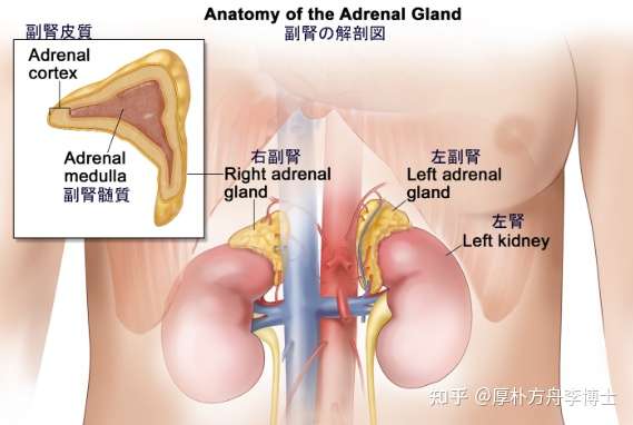 肾上腺皮质癌生存率全球领先 日本是如何治疗的 知乎