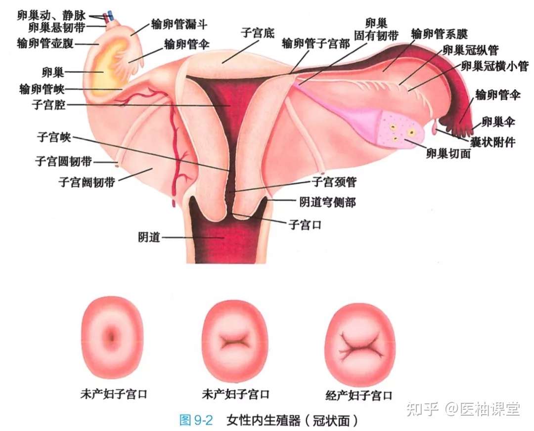 解剖学高清图谱女性生殖系统 知乎