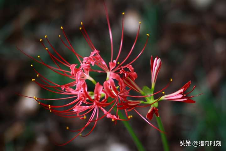 彼岸花的传说是什么 彼岸花的传说讲的什么 气泡说说