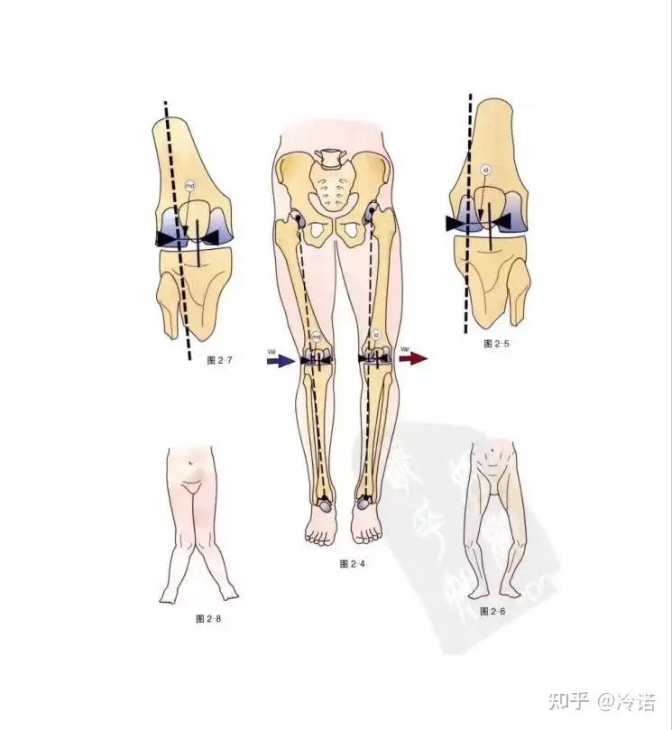 膝关节功能解剖- 知乎