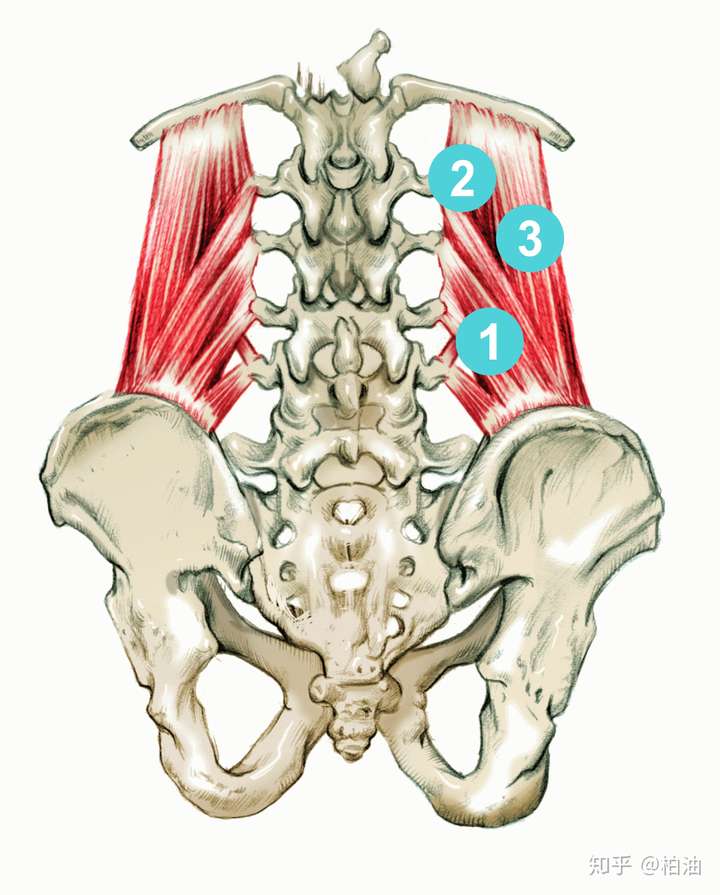 腰方肌解剖图片