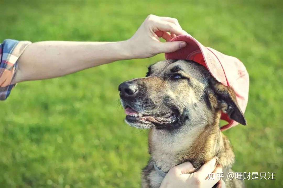 被狗咬了 就会得狂犬病 事实并不是这样 知乎