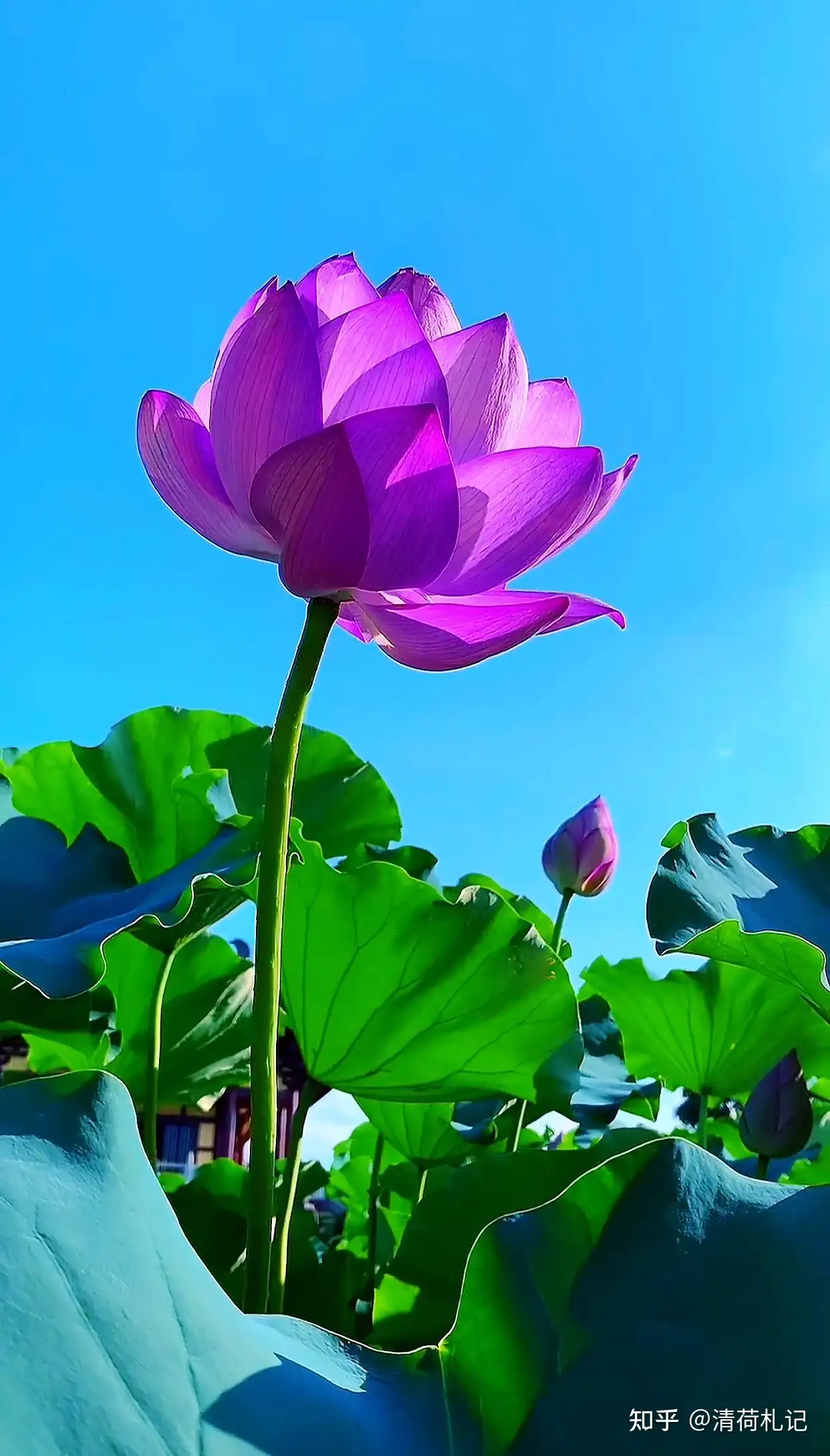 清荷札记 红尘喧嚣 浅笑而行 知乎