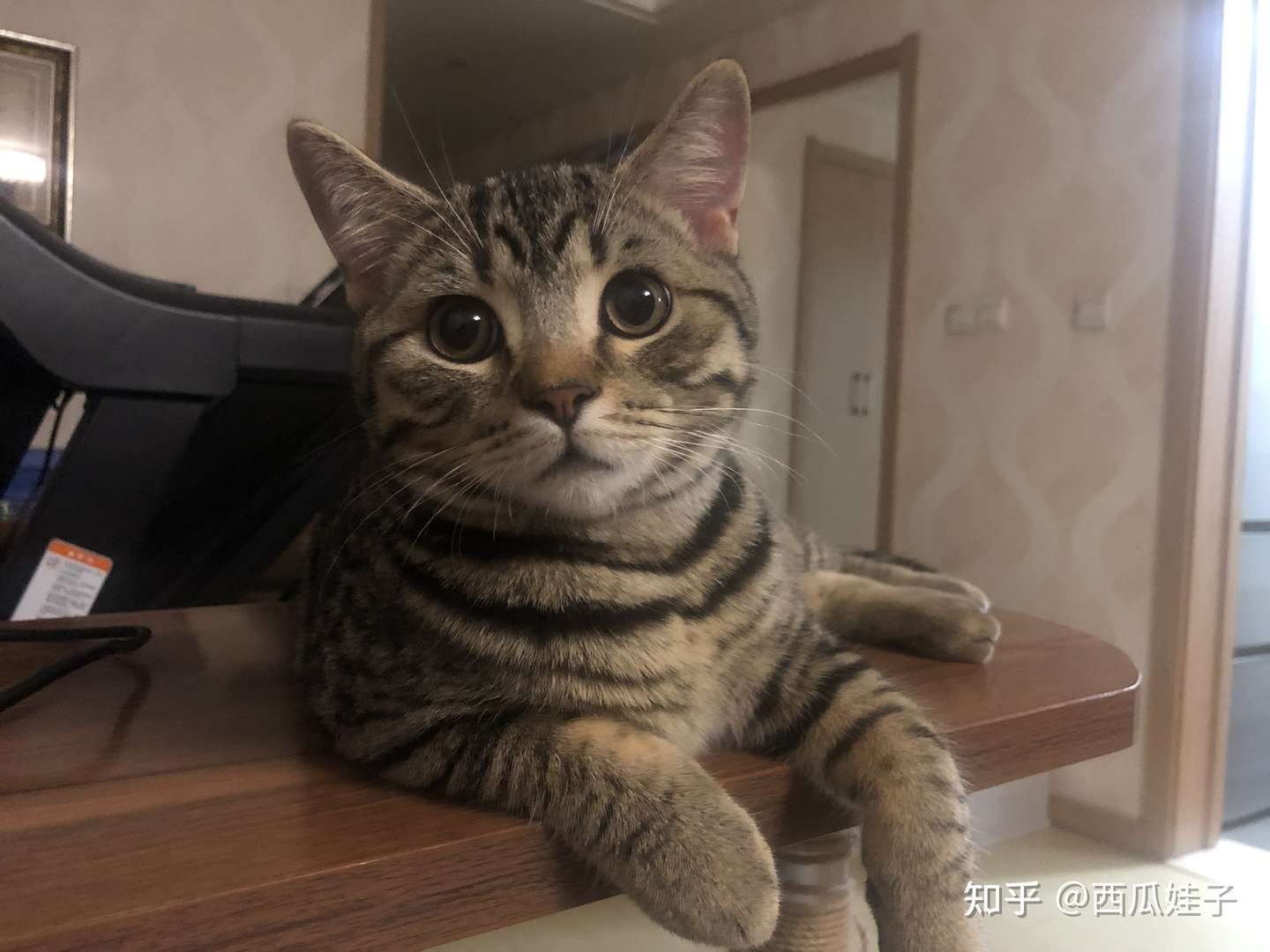 金虎斑和狸花猫傻傻分不清楚 知乎