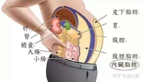 该如何有效的减小腹？（纯干货）