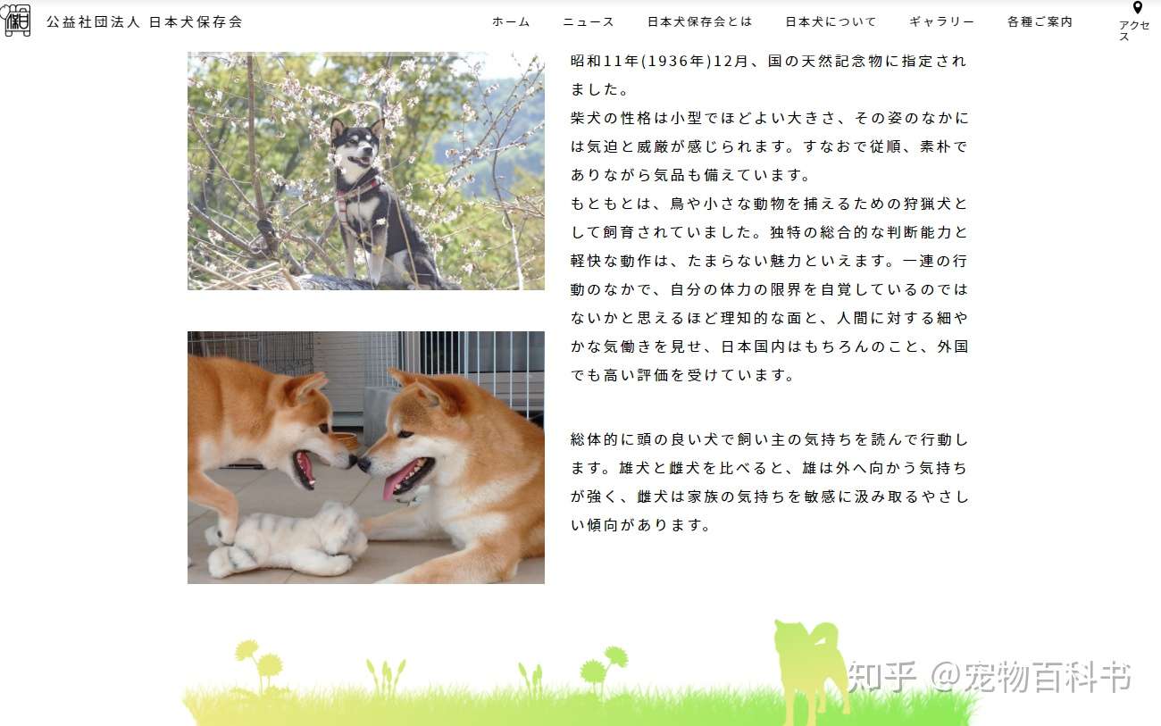 日本的 土狗 柴犬 凭什么能比中国土狗的身价贵几十倍 知乎