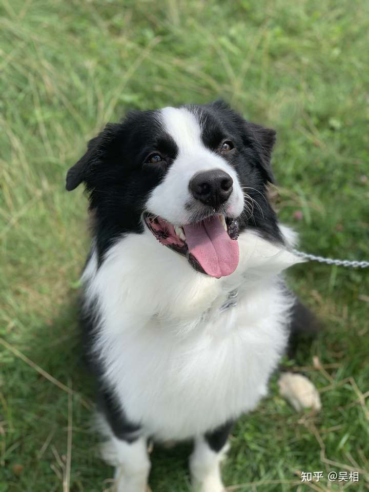 很多人并不知道及了解澳大利亚牧羊犬(澳牧)说一下,你对澳牧这个犬种