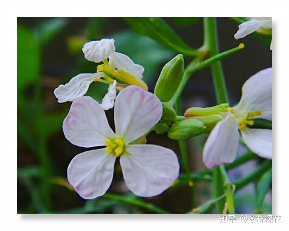 5月日的生辰花 萝卜花 知乎