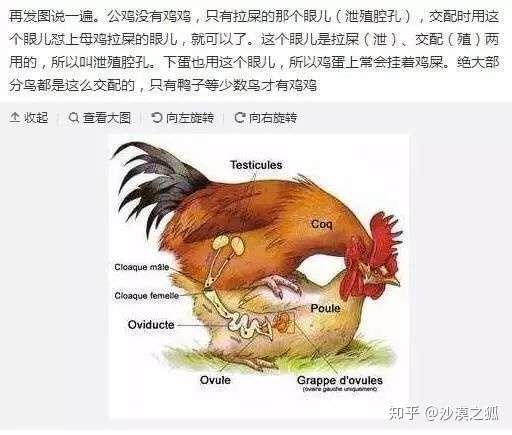 鸡的繁殖方式图片