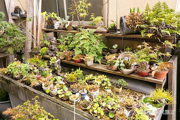 款待的奥秘 Bonsai Labo 凜碰触 活生生的艺术 盆栽的魅力 知乎