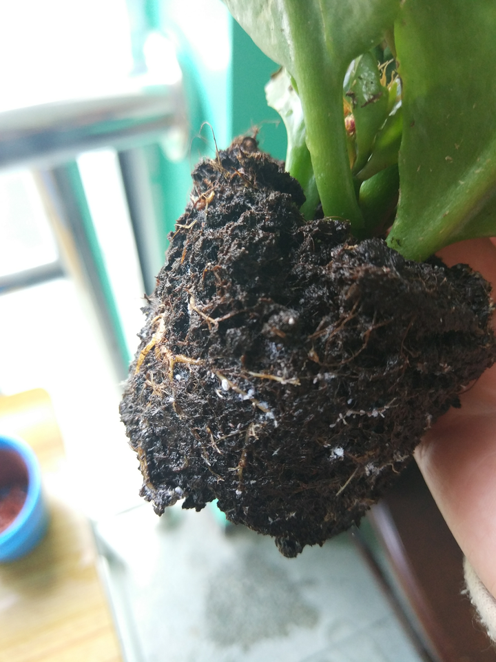 从大棚买回来的多肉,拔出来看有白色毛,需要处理吗,还是可以直接添土