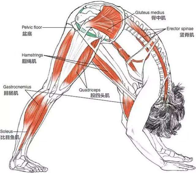 生理期能进行瑜伽练习吗?