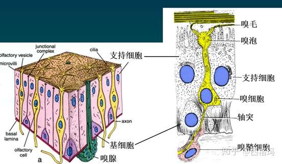 位置: 鼻翼包圍的空間 上皮: 復層扁平上皮 固有層: 緻密結締組織