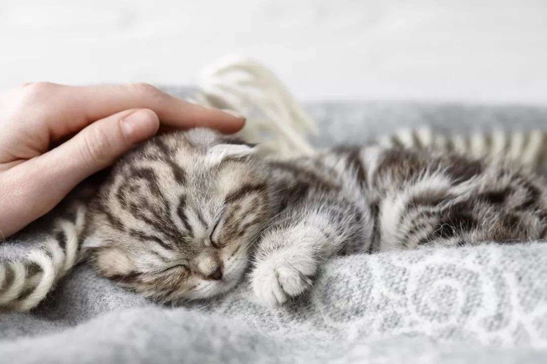 猫咪特发性膀胱炎的诊断及治疗- 知乎