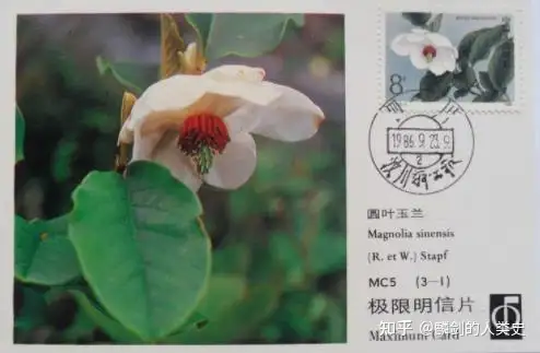 怎么可以错过（木兰目植物有哪些）木兰科木兰属植物，【植物界全系列】木兰目—木兰科，房产评估价格查询系统，
