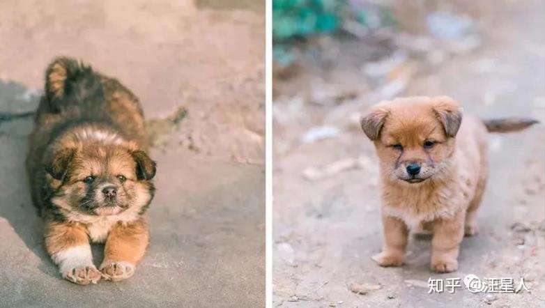 距离中华田园犬消失还有多久 知乎