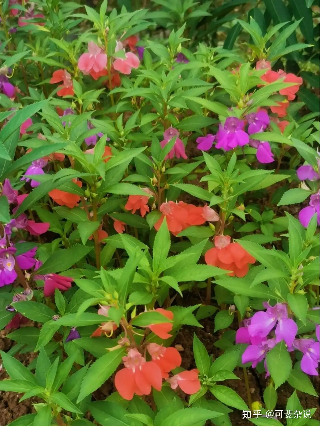 凤仙花 佳人染得指头丹 知乎