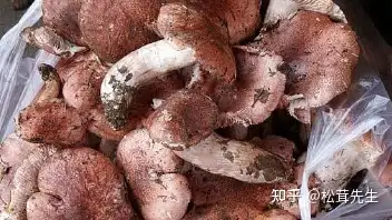 青杠菌(青冈菌)