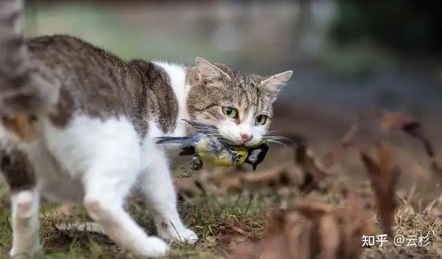 第一次养猫怎么办？2023保姆级科学养猫指南- 知乎