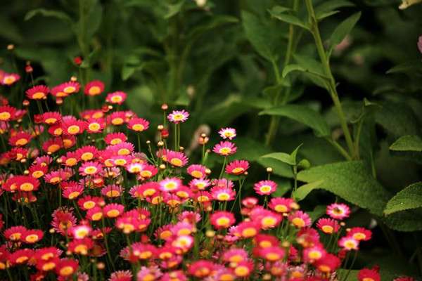 庭院花镜植物如何设计 附花镜植物配色方案 知乎