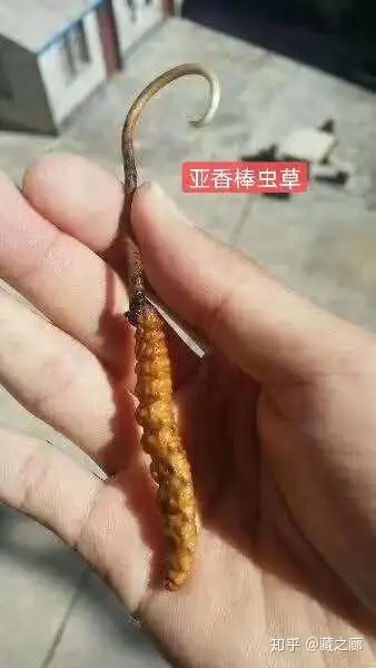 亚香棒虫草和冬虫夏草有什么区别,药用价值是否一样 - 知乎