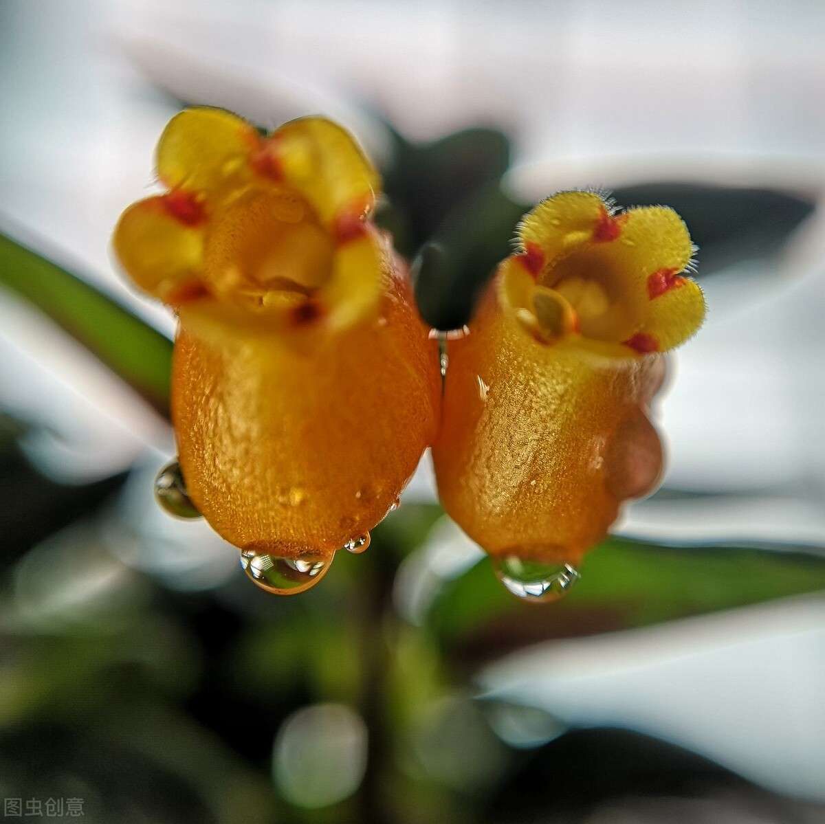 恰似鱼儿游上枝头的 金鱼花 知乎