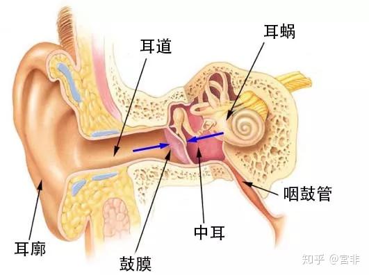 耳朵的结构高清图图片