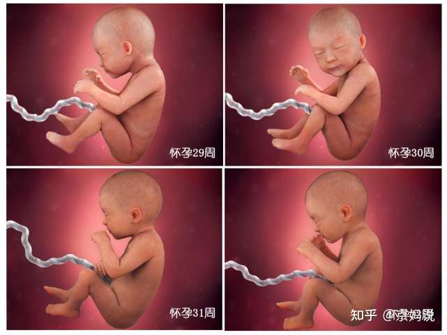 胎儿40周 变身记 从0 5厘米受精卵到50厘米宝宝 过程很神奇 知乎