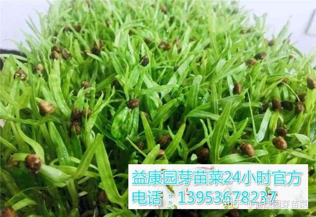 空心菜芽苗菜的作用和功效以及食用方法 知乎