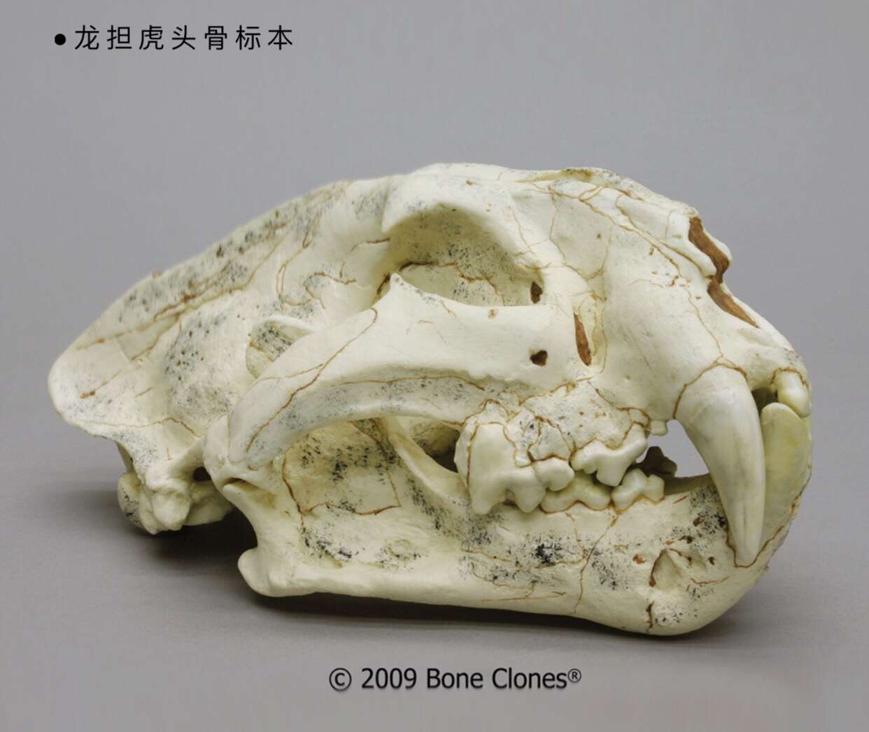 阿尔萨斯肉丸 的想法: 「似虎非虎」——龙担虎(panthera zda